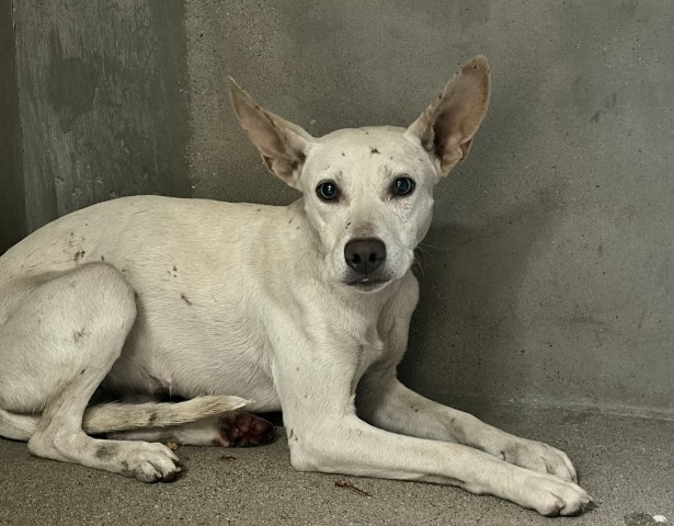 Dory, a Pit Bull Terrier (mix breed), available for adoption