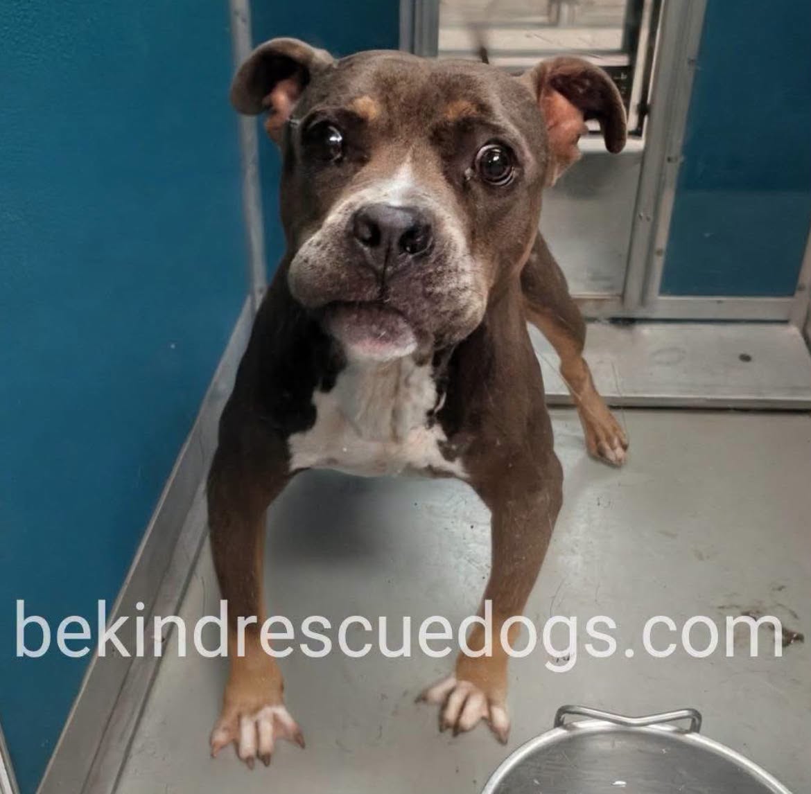 A478781, a American Staffordshire Terrier, available for adoption