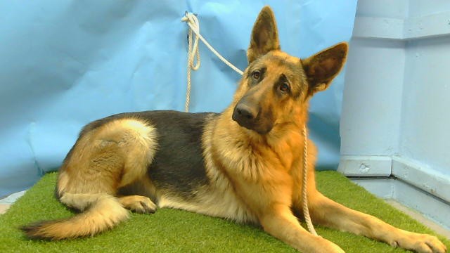 A5792917, a German Shepherd, available for adoption