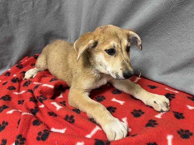 Bubbles, a German Shepherd, available for adoption