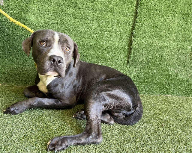Capitan, a Pit Bull Terrier, available for adoption