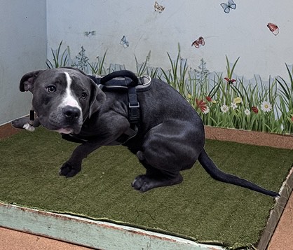 Adoptable pet photo