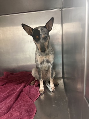 Adoptable pet photo