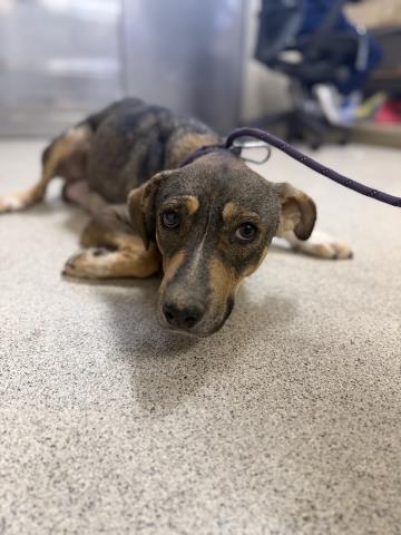 Adoptable pet photo