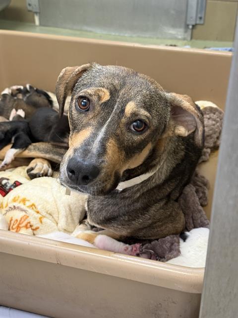 Lilly And Puppies, a German Shepherd (mix breed), available for adoption