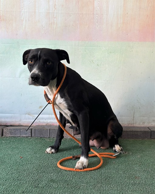 Adoptable pet photo