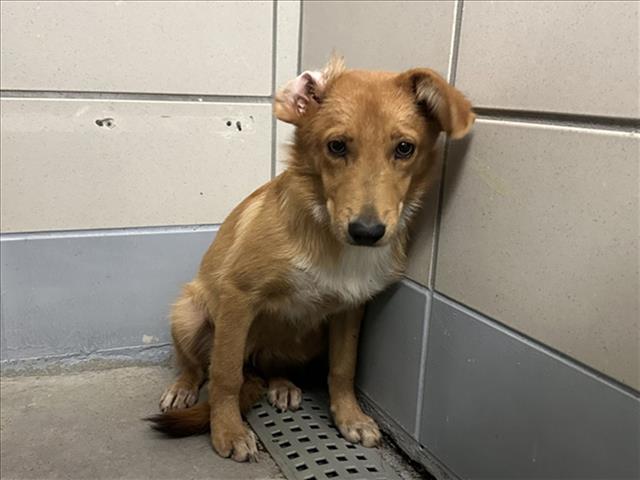 Adoptable pet photo