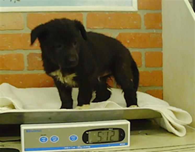 Adoptable pet photo