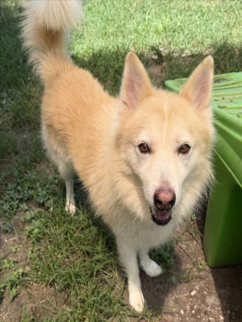 Husky (mix breed) available for adoption