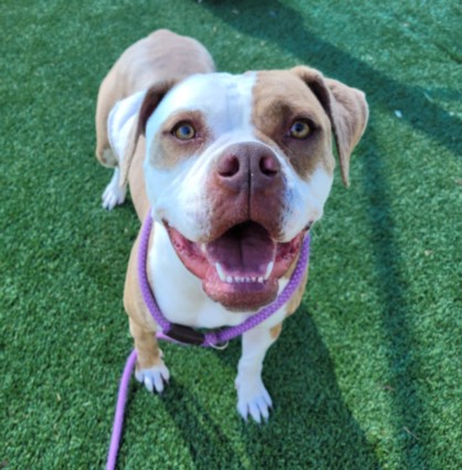 American Bulldog (mix breed) available for adoption