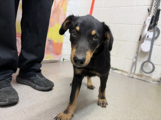 Australian Shepherd (mix breed) available for adoption
