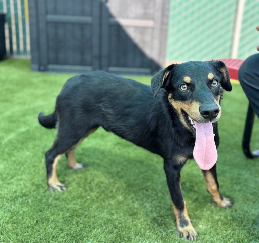 Riley, a German Pinscher (mix breed), available for adoption
