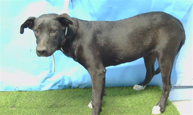 Lara, a Labrador Retriever, available for adoption