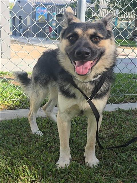Winston, a German Shepherd, available for adoption