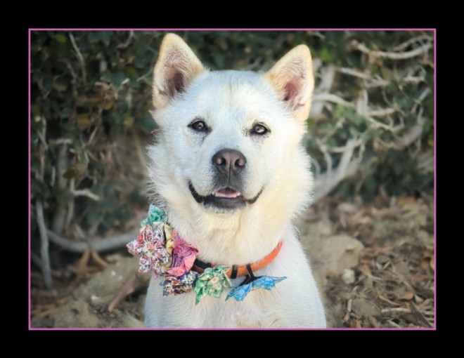 Sally, a Jindo, available for adoption