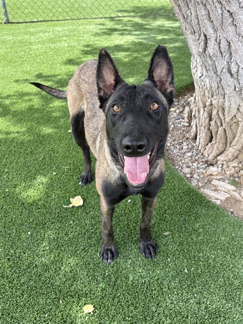 Carrie, a Belgian Shepherd Malinois, available for adoption
