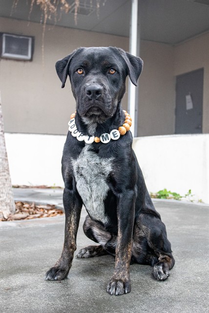 Gunther, a Pit Bull Terrier, available for adoption