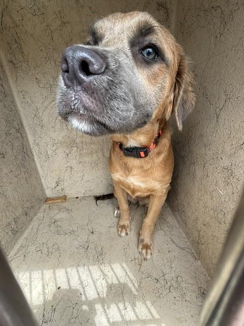 Chewie, a Cocker Spaniel (mix breed), available for adoption