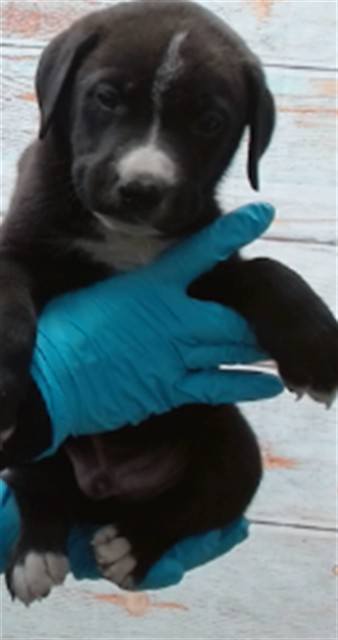Tidus, a Shepherd (mix breed), available for adoption