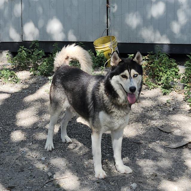 Simon, a Siberian Husky (mix breed), available for adoption