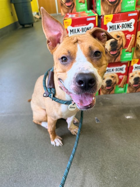 Joy, a Pit Bull Terrier (mix breed), available for adoption