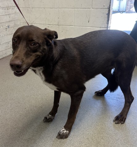 Cookie, a Labrador Retriever (mix breed), available for adoption