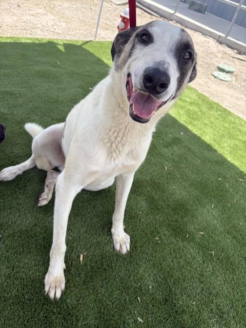 Cameron, a Labrador Retriever (mix breed), available for adoption