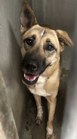 Lucy, a German Shepherd (mix breed), available for adoption