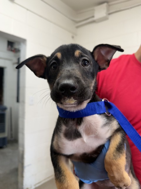 Cabrales, a German Shepherd (mix breed), available for adoption