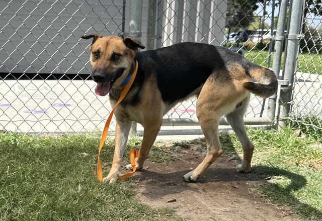 Roy, a Shepherd, available for adoption