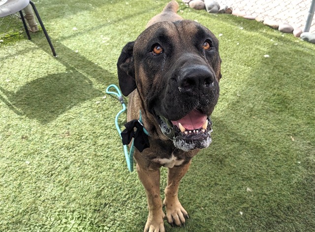 Otis, a Mastiff (mix breed), available for adoption