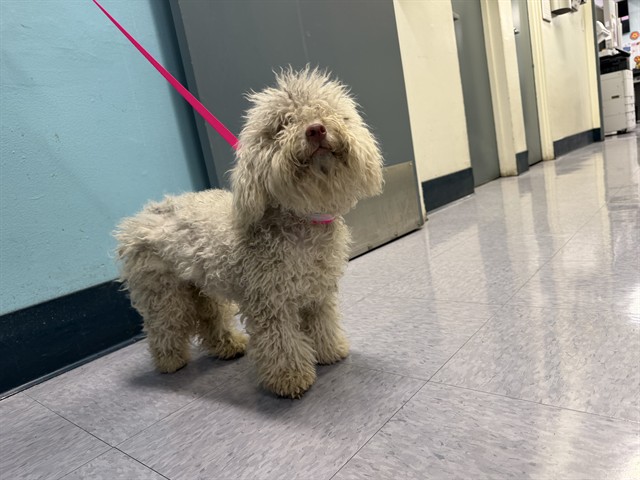 Pinky, a Poodle, available for adoption