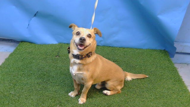 Bello, a Chihuahua, available for adoption