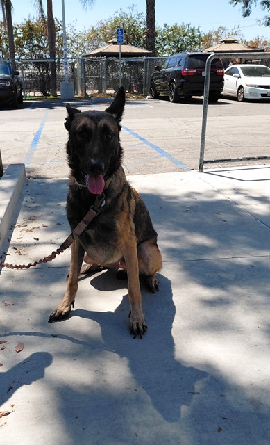 Boba, a Belgian Shepherd Malinois, available for adoption