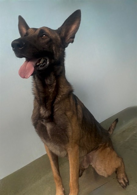 Boba, a Belgian Shepherd Malinois, available for adoption