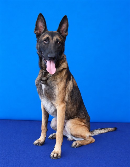 Boba, a Belgian Shepherd Malinois, available for adoption