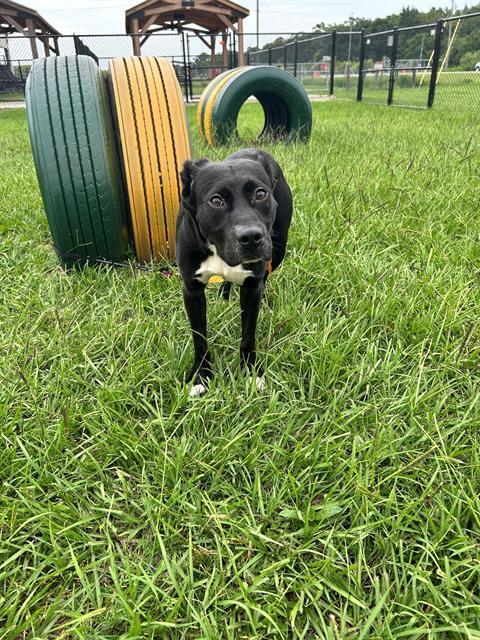 Scooter, a Black Labrador Retriever (mix breed), available for adoption