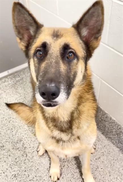 Big, a German Shepherd, available for adoption