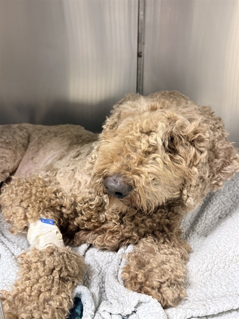 Theo, a Standard Poodle, available for adoption
