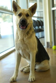 Dune, a German Shepherd, available for adoption