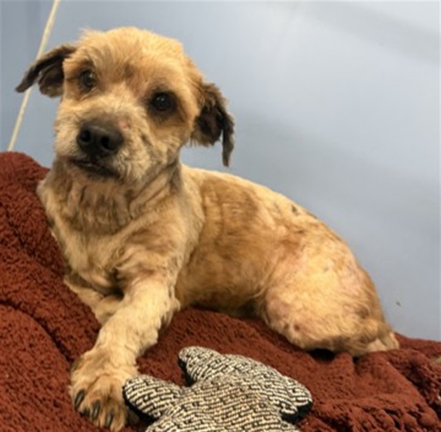 Artie, a Lhasa Apso (mix breed), available for adoption