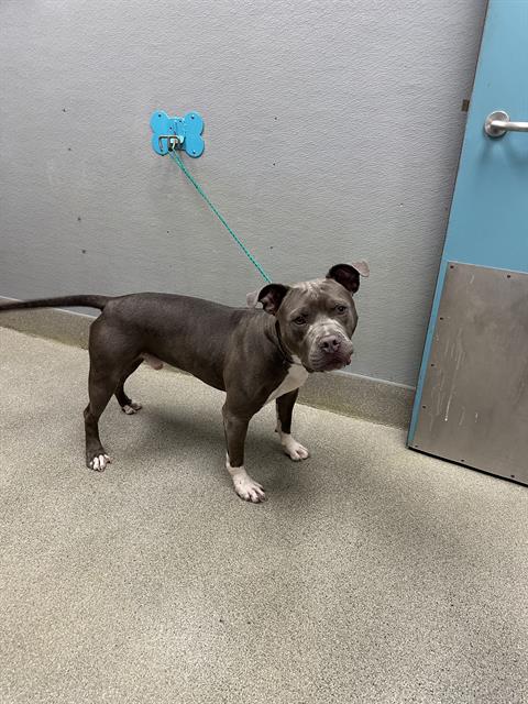 Baby Boy, a Pit Bull Terrier, available for adoption