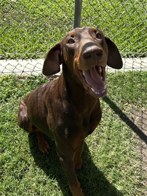 Ruger, a Doberman Pinscher, available for adoption