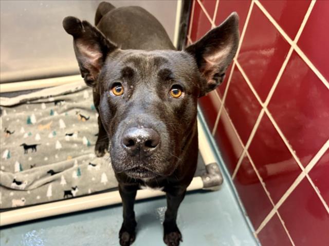 Marky, a Dutch Shepherd (mix breed), available for adoption