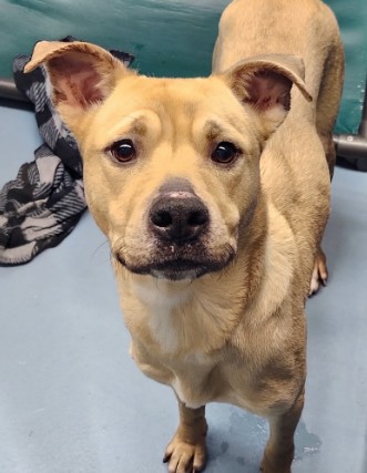 Rocky, a American Staffordshire Terrier (mix breed), available for adoption