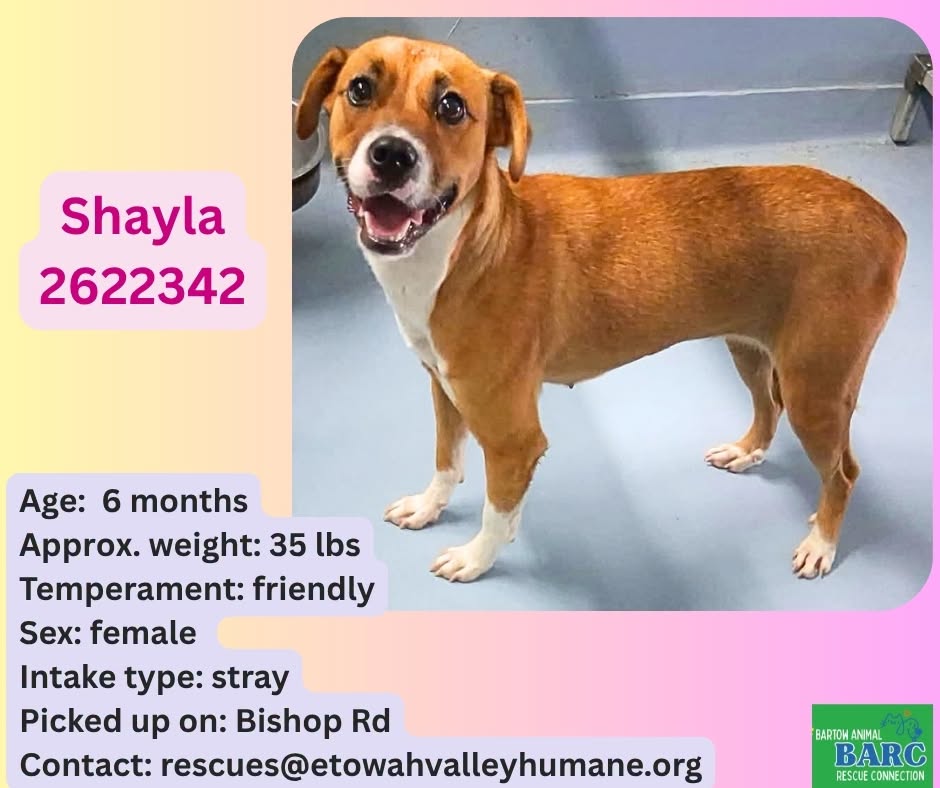 Shayla, a Retriever, available for adoption