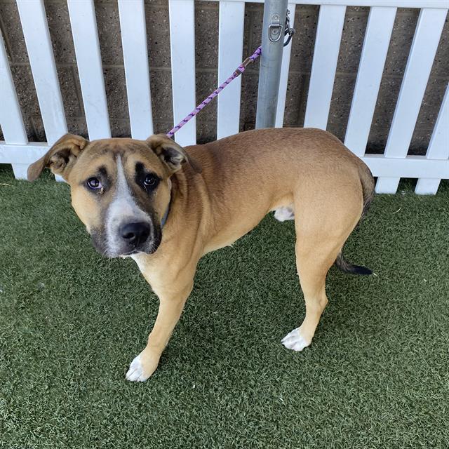 Bam, a Pit Bull Terrier, available for adoption