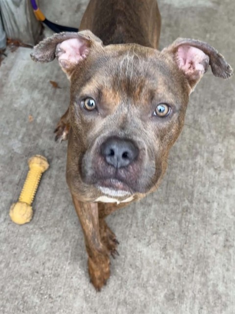 Panhandle, a Pit Bull Terrier (mix breed), available for adoption