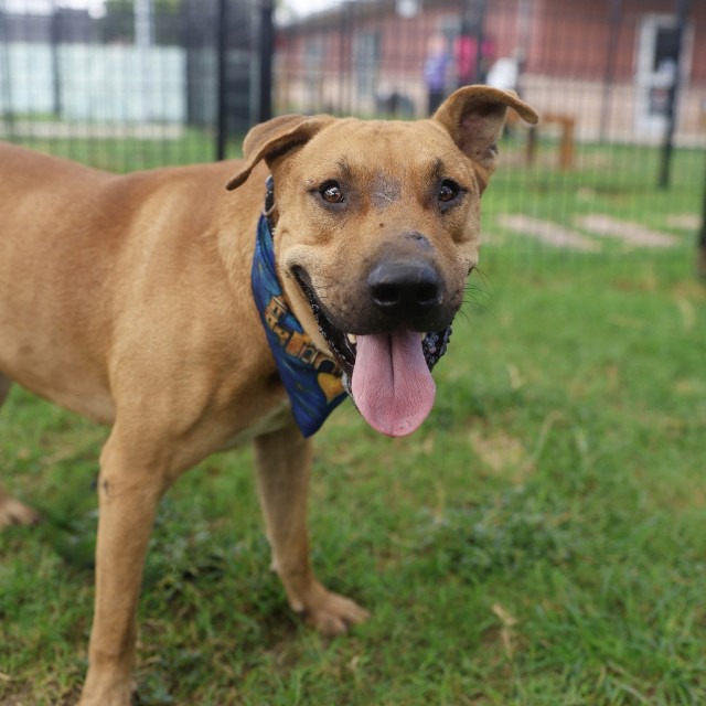 Greenie, a Mastiff (mix breed), available for adoption