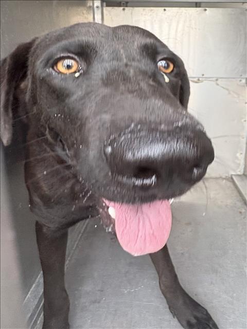 Bear, a Labrador Retriever, available for adoption
